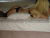 Bayrampaşa Seksi Escort Bayan Şencan - Image 1